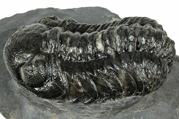 Bargain, Austerops Trilobite - Ofaten, Morocco #323719